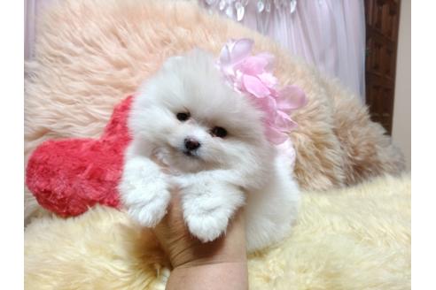 成約済の愛知県のミックス犬-113261の5枚目