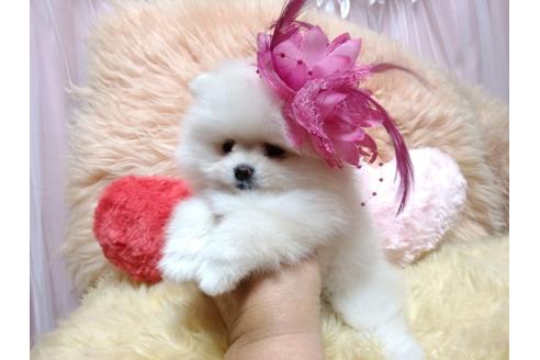 成約済の愛知県のミックス犬-113261の4枚目