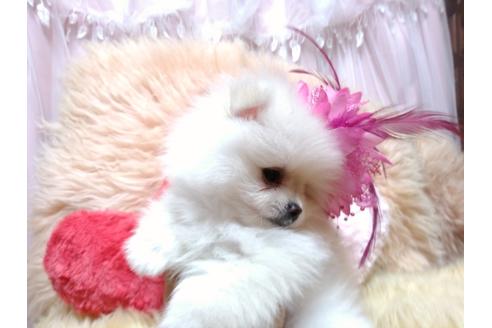 成約済の愛知県のミックス犬-113261の3枚目