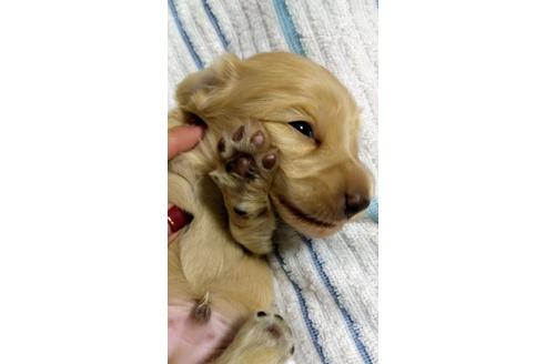 成約済の福岡県のミニチュアダックスフンド(ロングヘアード)-113275の2枚目