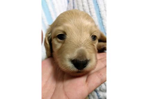 成約済の福岡県のミニチュアダックスフンド(ロングヘアード)-113277の1枚目