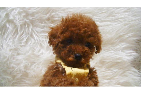 成約済の福岡県のタイニープードル-113310の10枚目