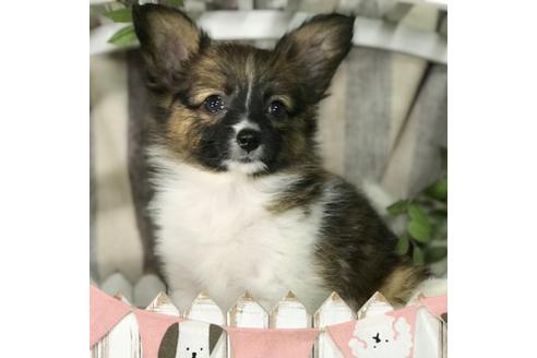 子犬