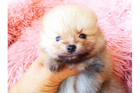 成約済の栃木県のポメラニアン-113318の3枚目