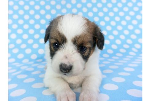 成約済の千葉県のパピヨン-113322