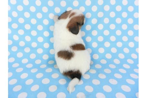 成約済の千葉県のパピヨン-113322の4枚目