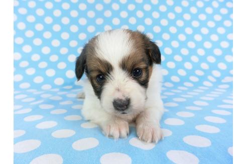 成約済の千葉県のパピヨン-113322の3枚目