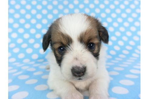 成約済の千葉県のパピヨン-113322の2枚目