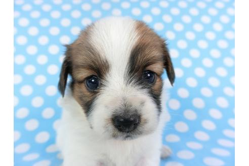 成約済の千葉県のパピヨン-113323