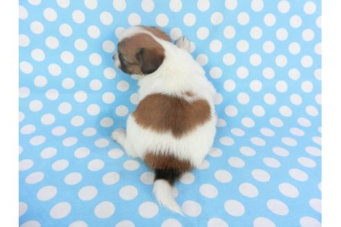 成約済の千葉県のパピヨン-113323の4枚目