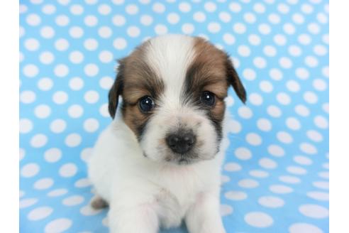 成約済の千葉県のパピヨン-113323の3枚目