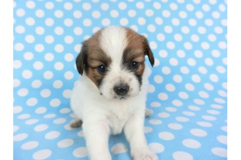 成約済の千葉県のパピヨン-113323の2枚目