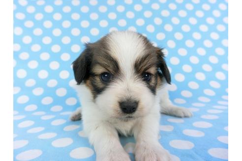 成約済の千葉県のパピヨン-113325