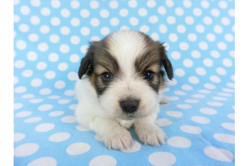 成約済の千葉県のパピヨン-113325の3枚目