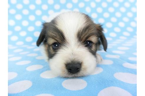 成約済の千葉県のパピヨン-113325の2枚目