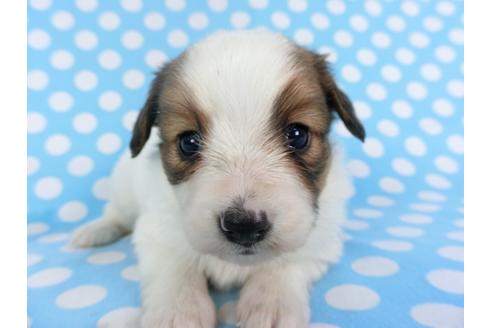 成約済の千葉県のパピヨン-113326の1枚目