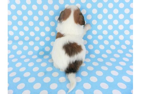 成約済の千葉県のパピヨン-113326の4枚目