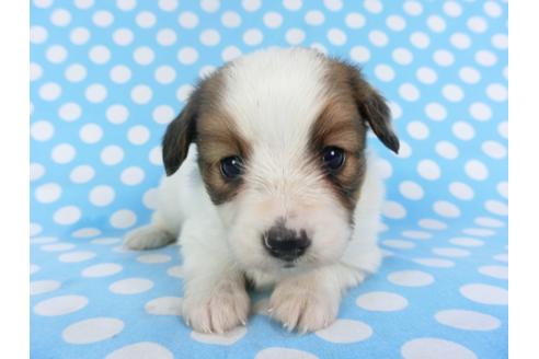 成約済の千葉県のパピヨン-113326の3枚目