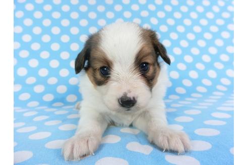 成約済の千葉県のパピヨン-113326の2枚目