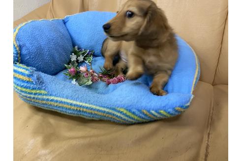 成約済の栃木県のミニチュアダックスフンド(ロングヘアード)-111251の3枚目