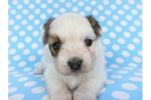 成約済の千葉県のパピヨン-113329の1枚目