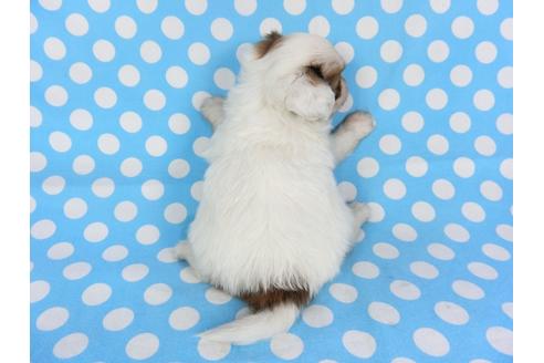 成約済の千葉県のパピヨン-113329の4枚目