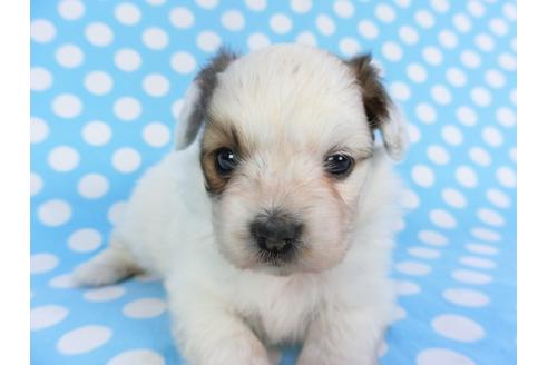 成約済の千葉県のパピヨン-113329の3枚目