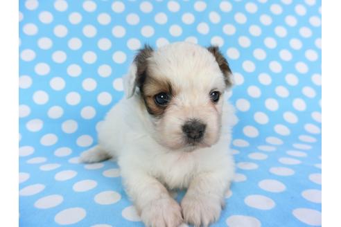 成約済の千葉県のパピヨン-113329の2枚目