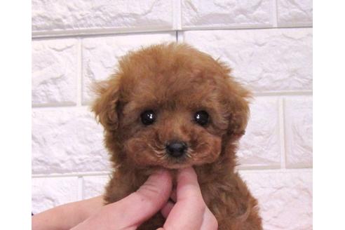 成約済の茨城県のトイプードル-113341の3枚目