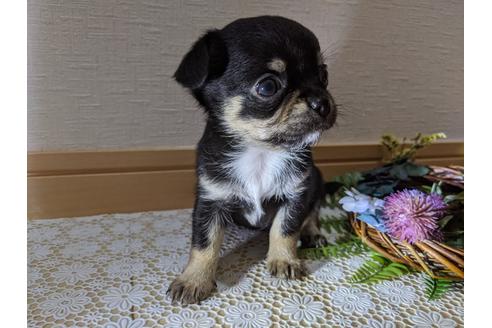 成約済の広島県のチワワ(ロングコート)-110612の19枚目