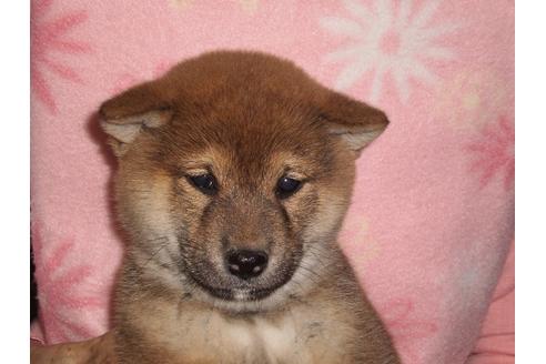 成約済の三重県の柴犬-113370の2枚目