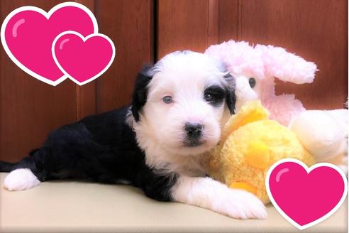 成約済の茨城県のミックス犬-113372の1枚目