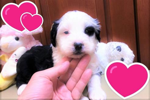 成約済の茨城県のミックス犬-113372の4枚目