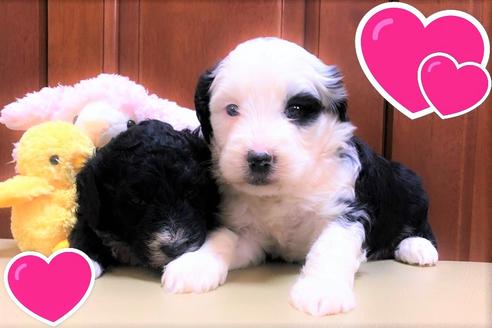 成約済の茨城県のミックス犬-113372の3枚目