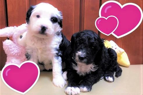 成約済の茨城県のミックス犬-113372の2枚目