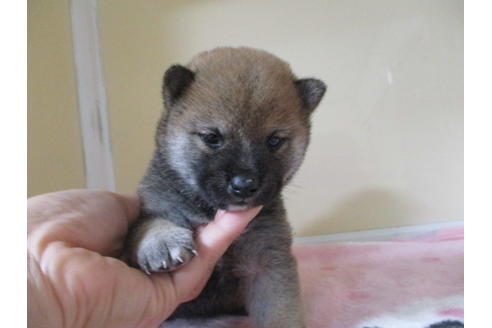 成約済の岡山県の柴犬-110898の1枚目