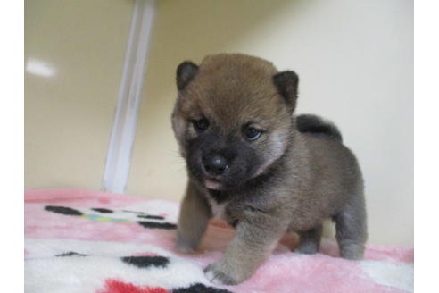 成約済の岡山県の柴犬-110898の5枚目