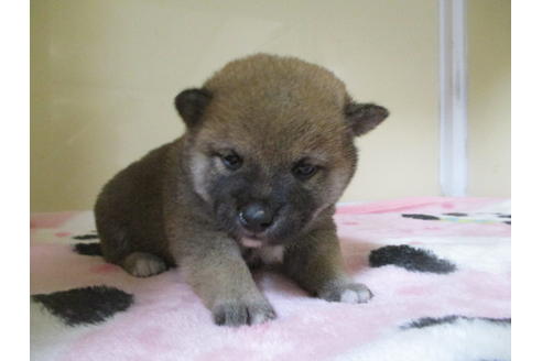 成約済の岡山県の柴犬-110898の4枚目