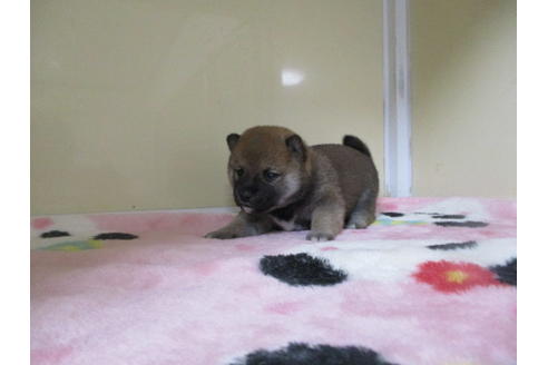 成約済の岡山県の柴犬-110898の3枚目