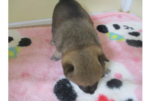 成約済の岡山県の柴犬-110898の2枚目