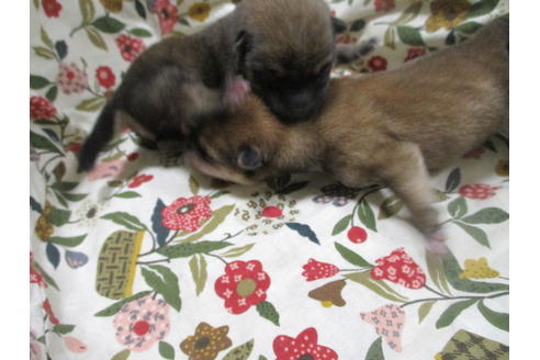 成約済の岡山県の豆柴-113415の12枚目