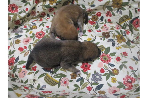 成約済の岡山県の豆柴-113415の11枚目