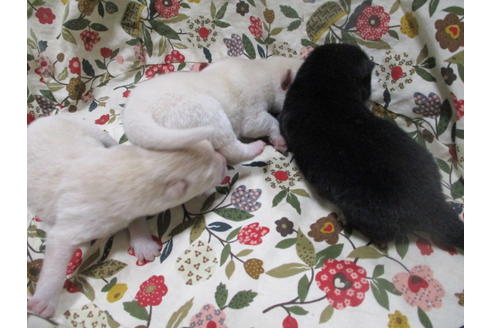 成約済の岡山県の柴犬-113418の12枚目