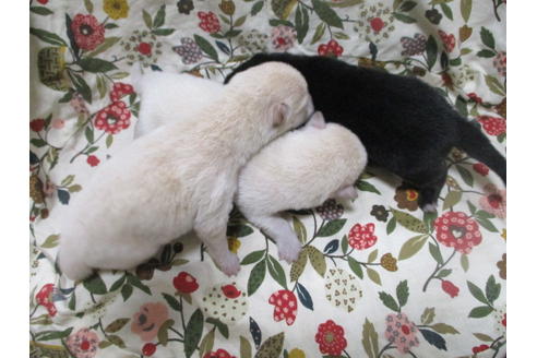 成約済の岡山県の柴犬-113420の11枚目