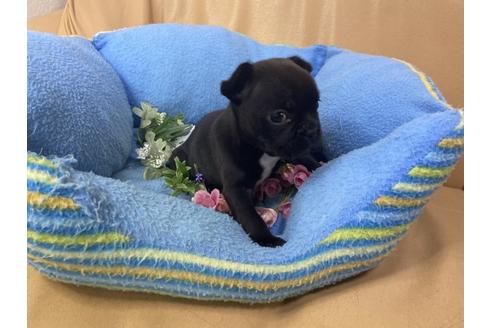 成約済の栃木県のミックス犬-113439の4枚目