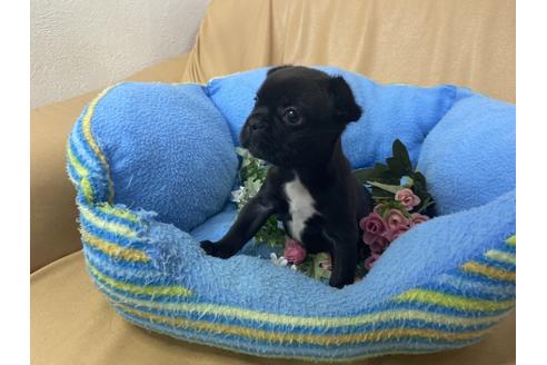 成約済の栃木県のミックス犬-113439の1枚目