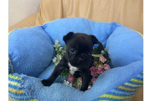 成約済の栃木県のミックス犬-113439の3枚目