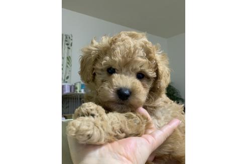成約済の埼玉県のトイプードル-109232の1枚目