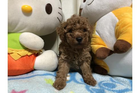 成約済の神奈川県のトイプードル-113497の3枚目