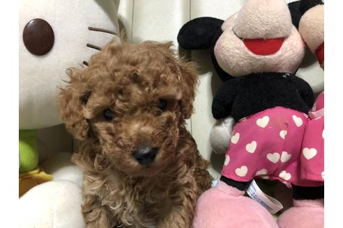 成約済の神奈川県のトイプードル-113497の2枚目